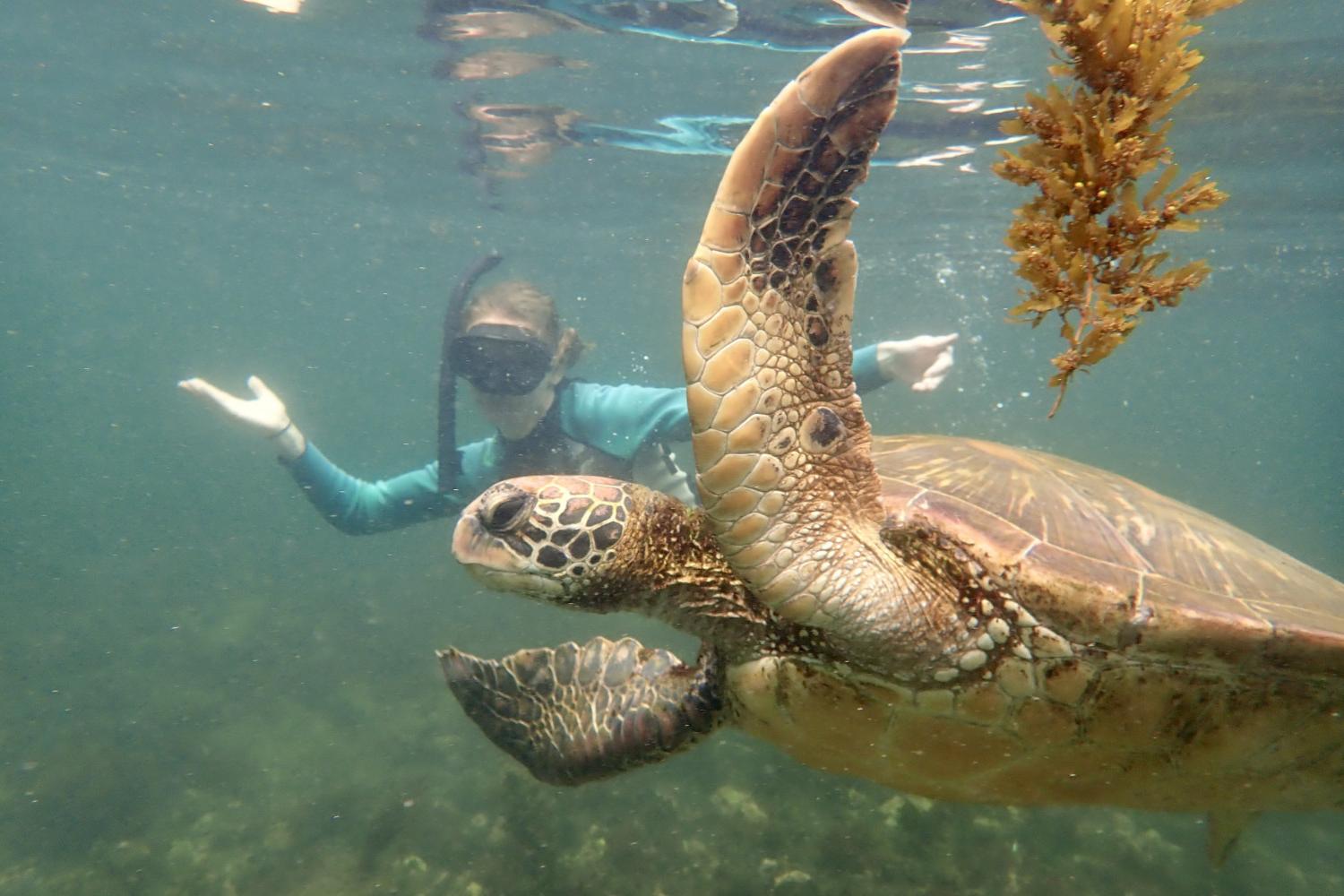 一名<a href='http://fyie.ngskmc-eis.net'>博彩网址大全</a>学生在Galápagos群岛游学途中与一只巨龟游泳.